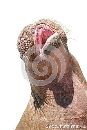 Walrus isolated on white background Stock Photo