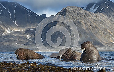 Walrus in Svalbard / Spitsbergen Stock Photo