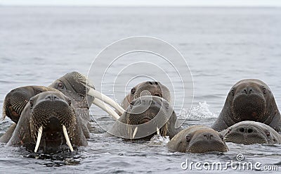 Walrus male and his females. Stock Photo