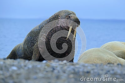 The walrus, Odobenus rosmarus, stick out from blue water on pebble beach, Svalbard, Norway Stock Photo