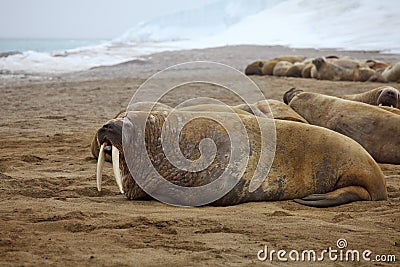 Walrus rookery Stock Photo