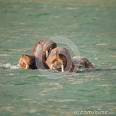 Walrus in Siberai Stock Photo