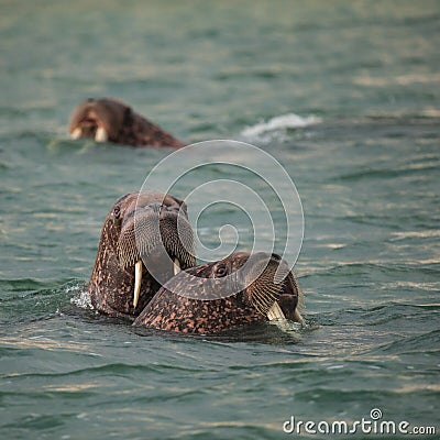 Walrus in Siberai Stock Photo