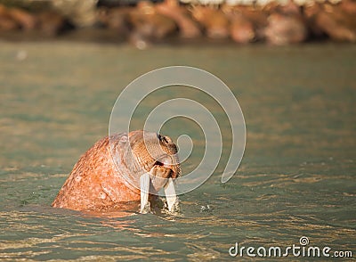 Walrus in Siberai Stock Photo