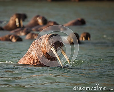 Walrus in Siberai Stock Photo