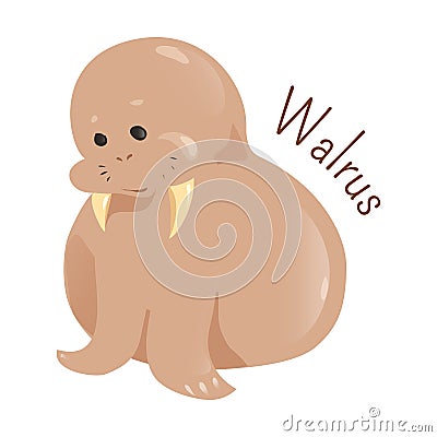 Walrus on white background. Vector Illustration