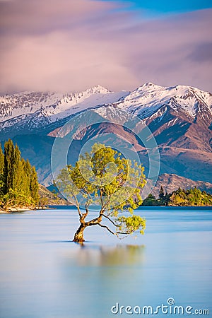 `That Wanaka Tree` | Wanaka, New Zealand Stock Photo