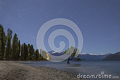 That Wanaka Tree and Lake Wanaka shoreline, Roys Bay, Wanaka, New Zealand Stock Photo