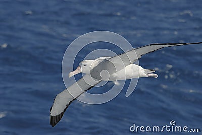 Wandering Albatros Stock Photo