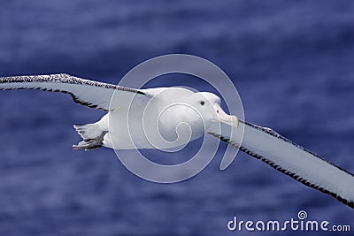 Wandering Albatross in Flight Stock Photo