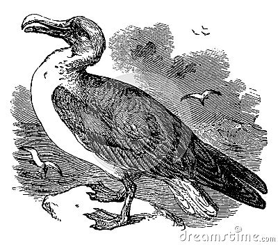 Wandering Albatross, vintage illustration Vector Illustration