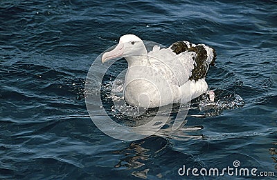 Wandering Albatross, Grote Albatros, Diomedea exulans Stock Photo