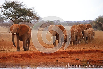 Wandering herd of elephants Stock Photo