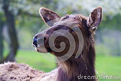 Wapiti's portrait Stock Photo