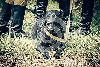 War-dog Stock Photo