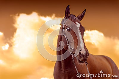 War Horse Stock Photo