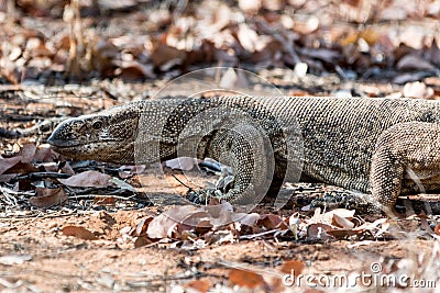 Waran in the leaves. Stock Photo