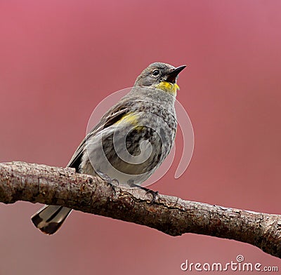 Warbler Bird Perched on a Branch Stock Photo