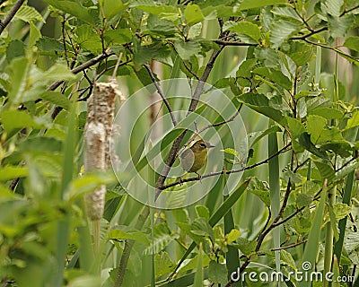 Warbler bird stock photos. Warbler bird perched with yellow plumage. Foreground and background evergreen and foliage Stock Photo