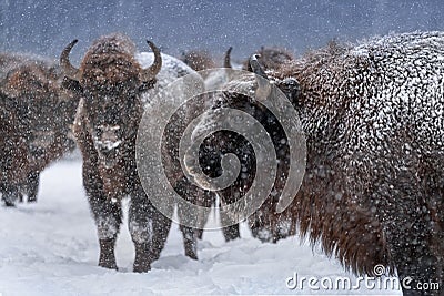 Warlike Free Grazing European Wood Bison Close Up.Adult Aurochs Wisent , Covered With Snow Crust And Muzzle In Snow. Huge Wild Stock Photo