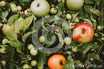 Warm autumn flatlay with branches and small apples and leaves Stock Photo