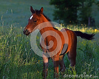 A warm-blooded foal playing on a summer meadow Stock Photo