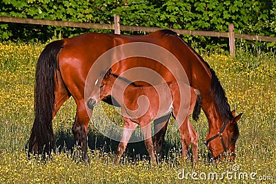 A warm-blooded foal of trotting horse Stock Photo