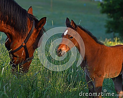 A warm-blooded foal of trotting horse Stock Photo