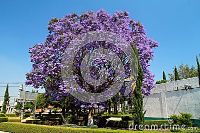 Jacaranda mimosifolia blooming in Mexico. Stock Photo