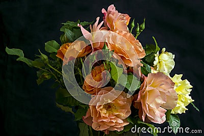Warm color roses on black backdorp Stock Photo