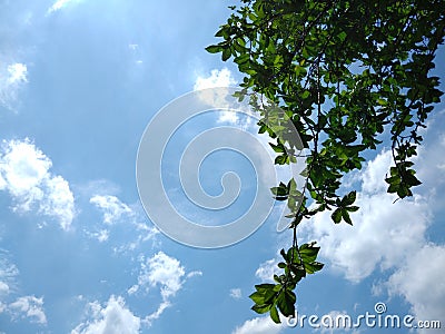 Warm day, sunshine day, beautiful day blue sky white clouds green leaves fresh air Stock Photo