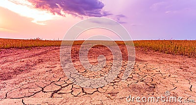 Warm dry cracked land with dead cropps, climate change concept with extreme heat Stock Photo