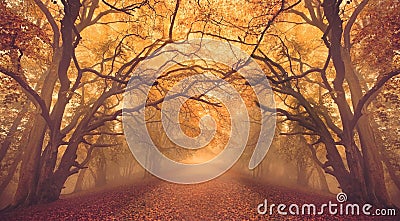 Warm glow Fall Autumn forest woods with path Stock Photo