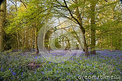 Warm golden light in Spring bluebell woods Stock Photo