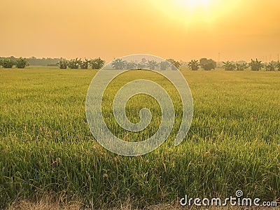 Warm light farm, sunrise and rice field Stock Photo