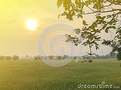 Warm light farm, sunrise and rice field Stock Photo