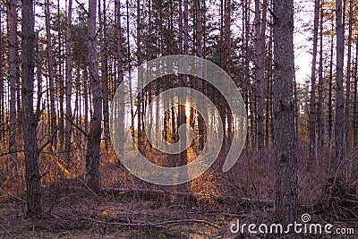 Warm rays of the sun in a gray dark forest among the trees Stock Photo