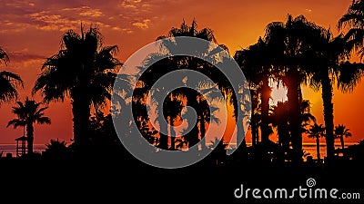 Warm red and yellow sky and sea, with silhouette of palms. Sunset or sunrise picture with horison. Background banner. Dim dark li Stock Photo