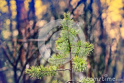 Forest is crying drippings in day with fine rain Stock Photo