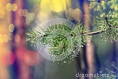 Forest is crying drippings in day with fine rain Stock Photo