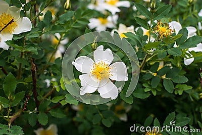 Warm spring and white-yellow flowers have opened and beckon with their sweet smell Stock Photo