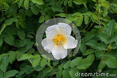 Warm spring and white-yellow flowers have opened and beckon with their sweet smell Stock Photo