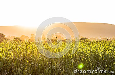 Warm summer wheat, paddy fields Stock Photo