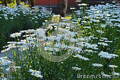 Warm Sunlight On Blooming Leucanthemum maximum Flower Garden On A Bright Morning Stock Photo