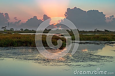 Colorful reeds in water with a reflection of the sunrise Stock Photo