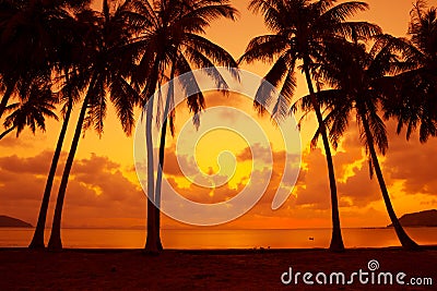 Warm vivid tropical sunset on ocean shore with palm trees Stock Photo