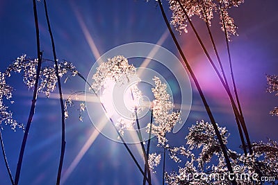 Warm winter sun on a sunny day. The sun shines through the tall grass like trees. Reeds against the blue sky Stock Photo