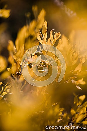 Warm yellow fall leaves in abstract focus Stock Photo