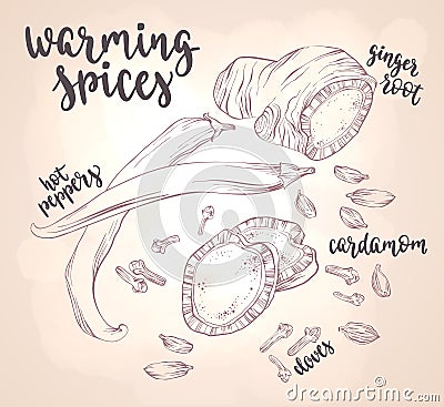 Warming spices. Vector Illustration