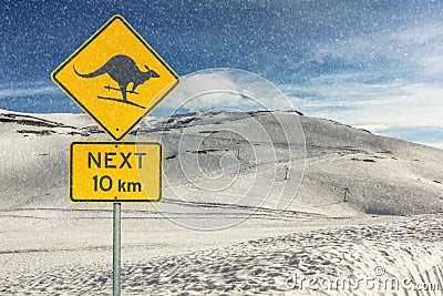 Kangaroo Skiing Stock Photo